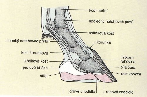 kun vnitr 2