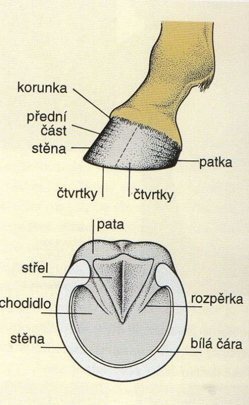 kun vnitr 3