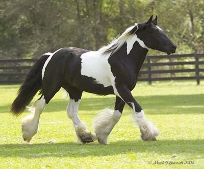 Toy%2520trot%2520MJB