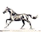 animace koně